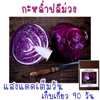 ขายดี สวนครัว/50 เมล็ด เมล็ดพันธุ์กะหล่ำปลีม่วง/เมล็ด เมล็ดพันธุ์ ต้น