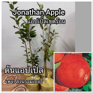 ต้นแอปเปิ้ล พันธุ์ JONATHAN แอ๊บเปิ้ล