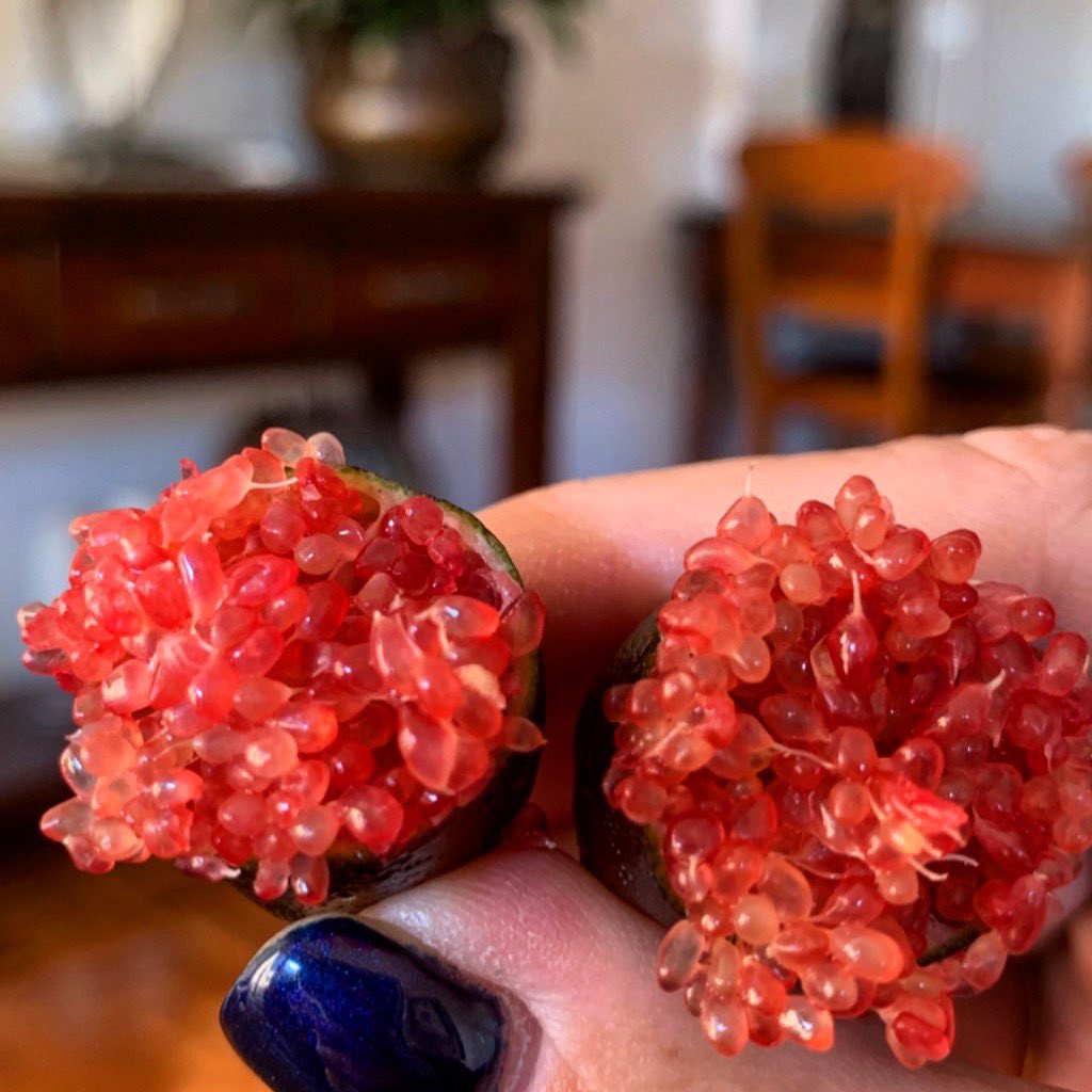 ต้นมะนาวนิ้วมือ มะนาวคาเวียร์ Finger lime พันธุ์ RICK'S RED ลำต้นสูง 30 ซม