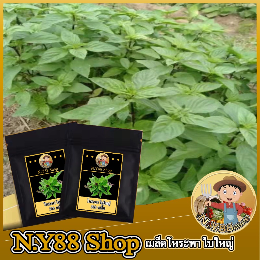 5แถม1เมล็ดพันธุ์โหระพา ใบใหญ่ 500 เมล็ด เมล็ดโหระพาใบพลู กลิ่นหอม ใบทรงสวย เป็นที่ต้องการของตลาด