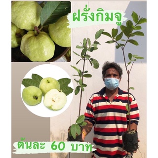 ต้นพันธุ์ฝรั่งกิมจู 🍏 เเท้100% ปลูกไม่ถึงปีก็ได้กินผลแล้ว  ปลูกได้ทุกสภาพดิน แข็งแรง