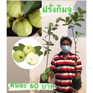 ต้นพันธุ์ฝรั่งกิมจู 🍏 เเท้100% ปลูกไม่ถึงปีก็ได้กินผลแล้ว ปลูกได้ทุกสภาพดิน แข็งแรง