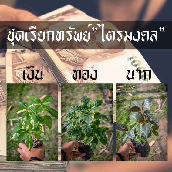 ต้นไม้มงคล จัดชุดสุดเฮง เงิน ทอง นาก รวยไม่ทันตั้งตัว