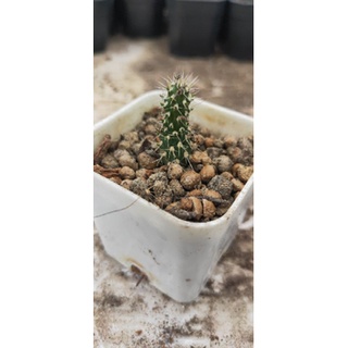 Cylindropuntia fulgida กระบองเพชร