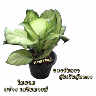 อุ้มเงินอุ้มทอง หรือแสงจันทร์ทรา ยกกระถาง 10” ตามภาพ ไม้มงคลประจำบ้าน ฟอกอากาศ(เสริมบารมีนำโชค)