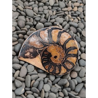 🌊 แอมโมไนต์ ฮีมาไทต์ แบบตัดครึ่ง ซีกเดียว( Hematite Ammonite )เป็นฟอสซิลลวดลายสวยเหมือนใบเฟริน์ เป็นแร่ฮีมาไทต์