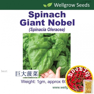 Spinach Giant Nobel 1gm, approx 60 sds ขนาดใหญ่ผักโขม Smooth leaf Bayam Vegetable Seeds Wellgrow Seeds香菜/seeds/手链/上衣/向日葵