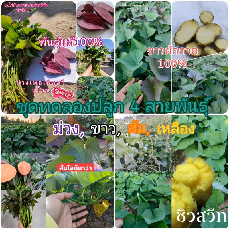 สายพันธุ์มันหวานญี่ปุ่น เลือกสายพันธุ์เอง 💯🌱ไร่นายฤทธิชัยฟาร์ม