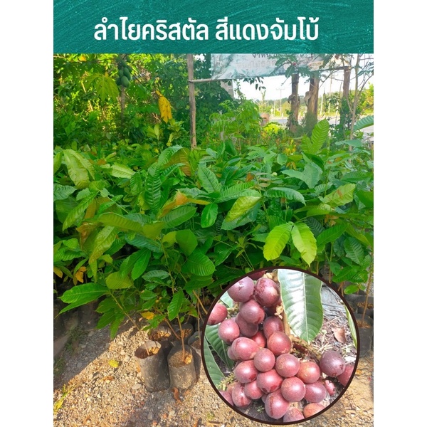 ต้นกล้าลำใยคริสตัลสีแดงจัมโบ้ จากบอเนียว 50-100cmสีที่อร่อยที่สุด พิเศษสุดๆ ซื้อ 5ต้นแถม 2 รับประกันเสียหายทุกกรณี