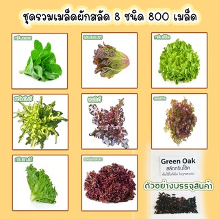 [ชุดรวม1]🌱เมล็ดผักสลัด 8 ชนิด 800 เมล็ด 109 บาท 📌งอกดีมีคู่มือการปลูก  / ผักอินทรีย์ ผักสลัด เมล็ดสลัดรวม เมล็ดผัก