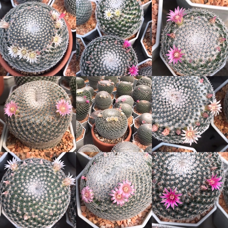 นกฮูกติดตุ่มดอกสวยๆเลยจ้า ราคาถูก Shopee Lazada