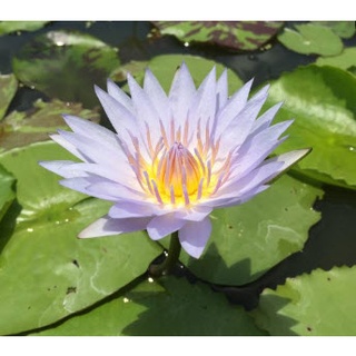 เมล็ดบัวผันไทยลูกผสม หรือบัวสี (water Lily) สีม่วง 5 เมล็ด