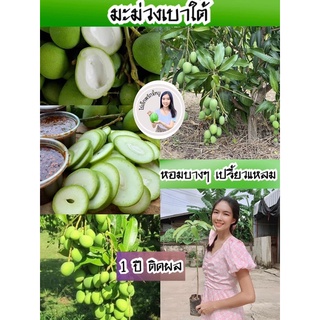 #ต้นมะม่วงเบาใต้(เสียบยอด) ต้นละ60บาท 1 ปีติดผล