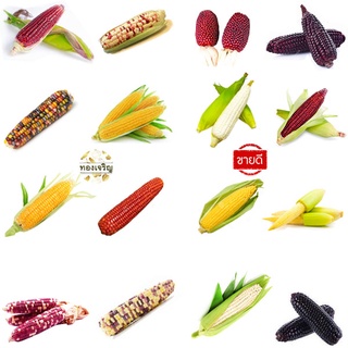 ข้าวโพด🌽รวมข้าวโพดทุกพันธุ์🎯ถูกที่สุด10บ.🎯เมล็ดพันธุ์ข้าวโพด…