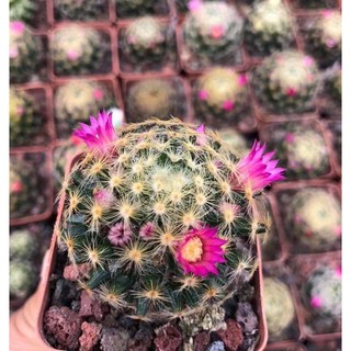 Mammillaria schiedeana(ดอกชมพู)แมมมิลลาเรีย ไชเดียน่า แมมขนนกเหลืองดอกชมพู รหัสสินค้า M12