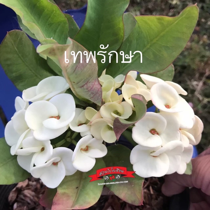 ขายกิ่งชำโป๊ยเซียน สายพันธุ์ “เทพรักษา” (ดอกสีขาวมะลิดอกหนาใหญ่) กิ่งชำไม่ติดดอก ในกระถาง2นิ้ว
