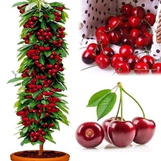 โตไว ปลูกง่าย พร้อมสต็อก เชอร์รี่ Cherry Seeds 20pcs บอนสีชายชล เมล็ดพันธุ์ พันธุ์ไม้ผล ต้นไม้ฟอกอากาศ ต้นไม้มงคล ต้นไม้