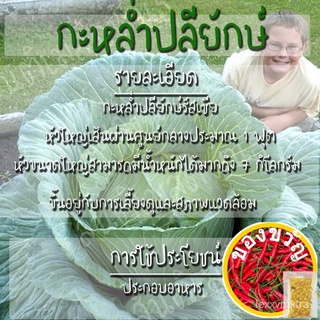 เมล็ดพันธุ์ กะหล่ำปลียักษ์ 300 เมล็ด Giant Russian Cabbage Seed เมล็ดพันธุ์แท้100% นำเข้าจากต่างประเทศ ปลูกผัก สวนครัว ร