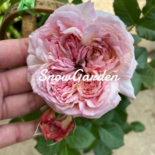 กุหลาบ​ 🌹​ Aube​ rose โอ๊ป (ติดดอก) หอมแรง กุหลาบฝรั่งเศษ แปลว่ารุ่งอรุณในยามเช้า แบบถุง