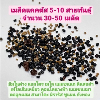 เมล็ดแคคตัสแบบสุ่ม 5-10 ชนิด ได้30-50เมล็ด