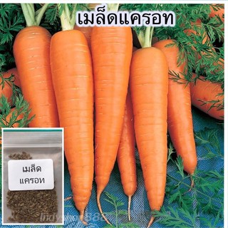 เมล็ดพันธุ์ แครอท สีส้ม ผักสวนครัว 300 เมล็ด [10 แถม 1 คละได้]