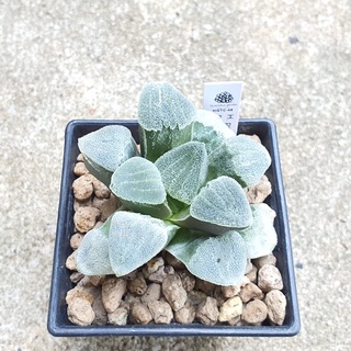 พร้อมส่ง!!ฮาโวเทีย Haworthia pygmaea hybrid จัดส่งแบบล้างรากพร้อมป้าย