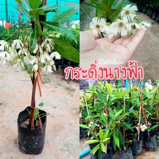 กระดิ่งนางฟ้า🌱ดอกสวยมาก สูง40-50ซม.(รับประกันสินค้าชำรุดเสียหาย)