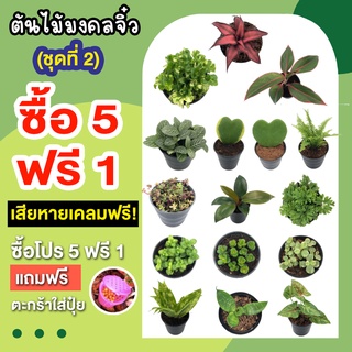 💥 โปร 9.9 💥 ต้นไม้มงคลจิ๋ว (ชุดที่ 2) โปร 5 ฟรี 1 แถมตระกร้าใส่ปุ๋ย!! ต้นไม้มงคล คัดคุณภาพทุกต้น ปลูกประดับบ้าน