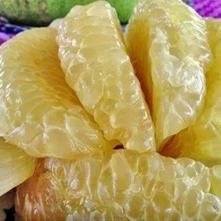 ต้นส้มโอพันธุ์ขาวใหญ่ แบบเพาะเมล็ด