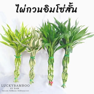 ไผ่กวนอิมโซ่สั้น(2 ห่วง) สูง 25-35 cm