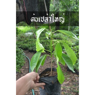 ต้นเปล้าใหญ่(ต้นใหญ่) บำรุงผิวพรรณให้มีน้ำมีนวล ต้นสวยพร้อมลงดิน