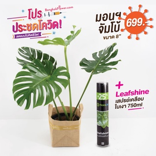 โปรประชดสถานการณ์ &gt;&gt; มอนสเตอร่าขนาดจัมโบ้ แถมสเปรย์ Leaf Shine *รบกวนสอบถามใน chat ก่อนกดสั่งซื้อ*