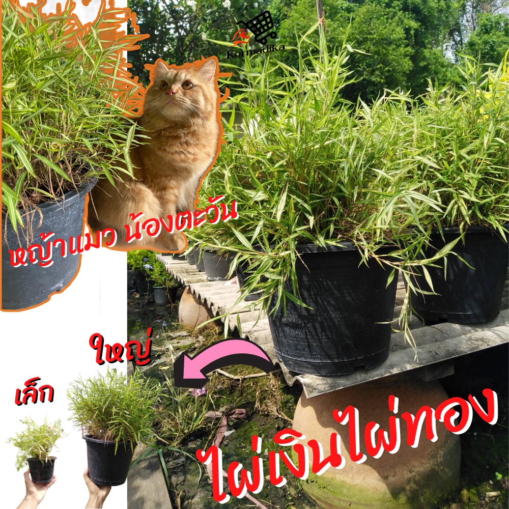 ไผ่แมว ไผ่เงิน ไผ่ทอง หญ้าแมว cat grass อาหารแมว bambboo cat
