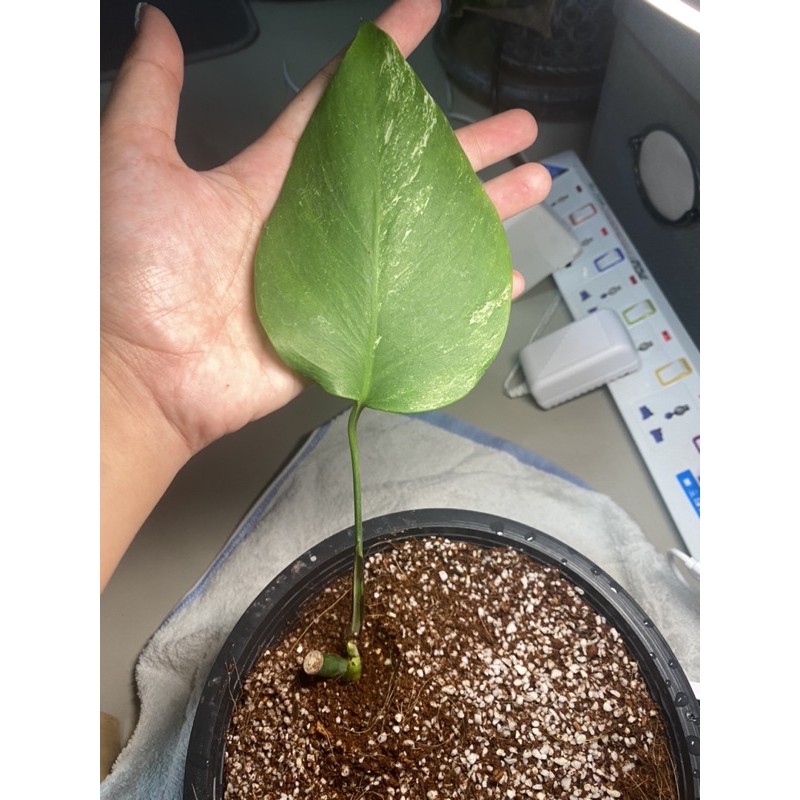 Monstera albo s size