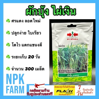 ผักซอง ศรแดง ผักบุ้ง ไผ่เงิน จำนวน 300 เมล็ด/ซอง เมล็ดพันธุ์ ลอตใหม่ งอกดี ปลูกง่าย ใบเรียว ใบไผ่ โตไว แตกแขนงดี