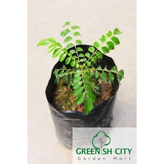 GNC - Murraya Koenigii Curry Leaf Herbs Daun Kari Live Plant Pokok Herba แกงใบ通心菜/母婴/男装/上衣/裙子/芹菜/香菜/生菜/苹果/文胸/ LFP4