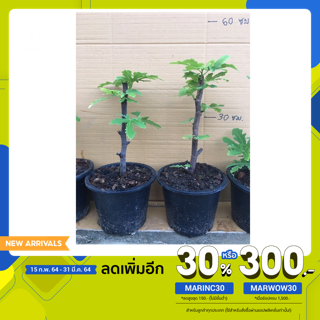 ต้นมะเดื่อฝรั่งลองดุ้ท(longue d’ aout) กระถาง6” /longue d’aout fig tree 6” potted