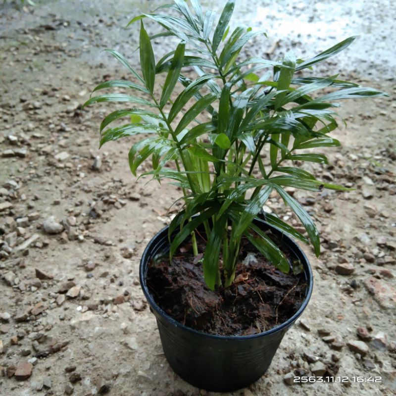 ต้นปาล์มไผ่แคระ ปาล์มไผ่ ไม้ฟอกอากาศเพิ่มออกซิเจ่นในห้องนอน เลี้ยงในกระถางดำ3นิ้วสูง20ซม.(1ต้น/แพ็ค)