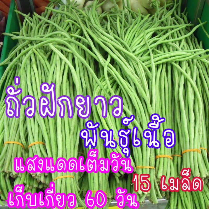 เมล็ด​พันธุ์​  ถั่วฝักยาวพันธุ์​เนื้อ​  15เมล็ด​