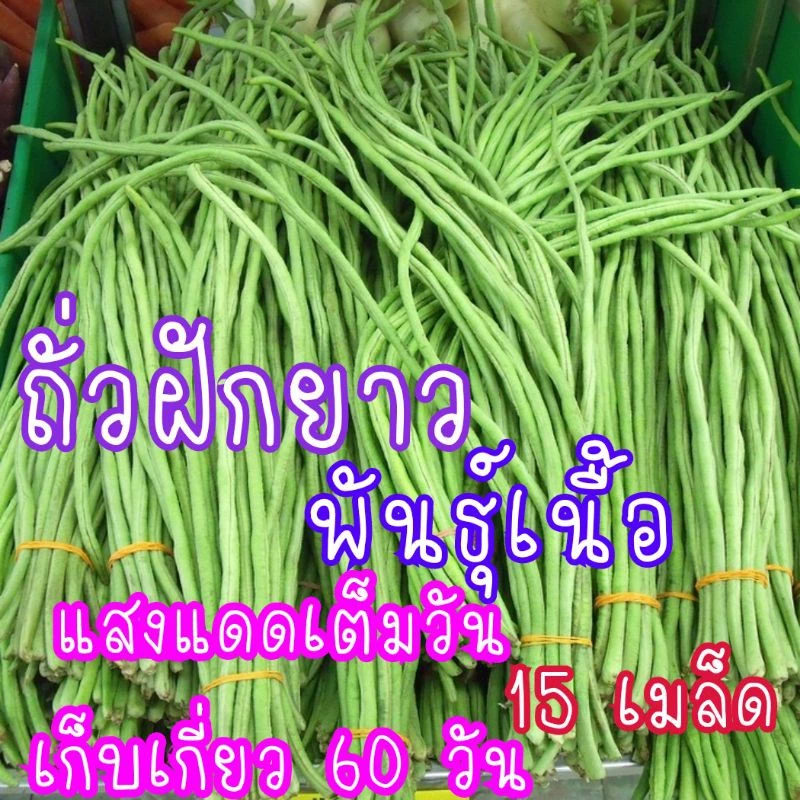 เมล็ดพันธุ์ ถั่วฝักยาวพันธุ์เนื้อ 15เมล็ด