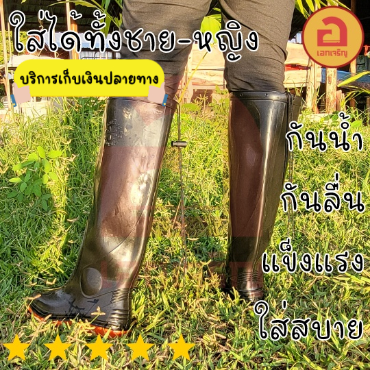 ดาวเรือง Dao Rueng 6019 บูทยาว บูทกันน้ำ ยางพาราแท้ พร้อมส่งทุกเบอร์ 10 - 11.5