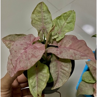 Syngonium pink spot ต้นออมชมพูด่าง