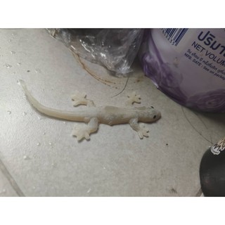 fake lizard จิ้งจกปลอม แกล้งแมว ทาสแมวต้องมี ตกแต่งสวน ทำให้สวนคุณดูเป็นธรรมชาติ เหมือนมีจิ้งจกจริงๆ