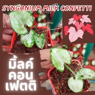 1 กระถาง ต้นเงินไหลมาไซโกเนียมมิ้วคอนเฟตติ Syngonium milk confetti ขนาดกระถาง 2.5นิ้ว จัดส่งแบบยกกระถาง คละต้นส่ง