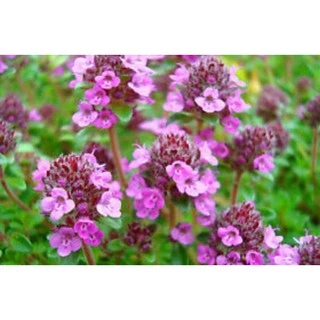 เมล็ดพันธุ์ ไทม์เลื้อย สีม่วง (Creeping Thyme) บรรจุ 20 เมล็ด