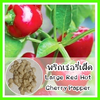 พร้อมส่ง❗ รหัส 167 เมล็ดพันธุ์ พริกเชอรี่เผ็ด - Large Red Hot Cherry Papper เมล็ดดอกไม้ ดอกไม้ปลูกสวยๆ  เมล็ดพันธุ์ผัก