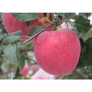 20 เมล็ด เมล็ดแอปเปิ้ล สายพันธุ์ ฟูจิ (Fuji) กรอบและหวานโดดเด่น  Apple seeds