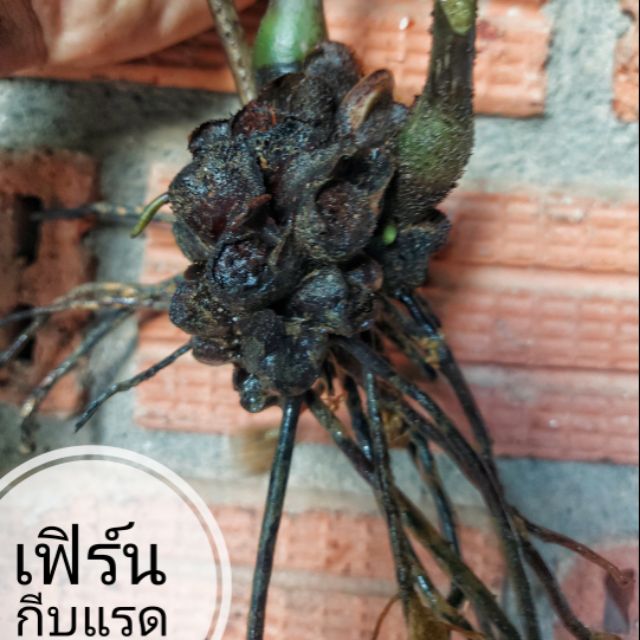 เฟิร์นกีบแรด เฟิร์นสวยงาม  เฟิร์นสมุรไฟรไทย  พร้อมส่ง