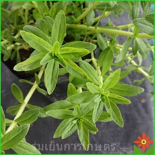 ผักแขยง ผักกะแยง ต้นผักแขยง ต้นผักกะแยง ในถุงดำ 5.5 นิ้ว.