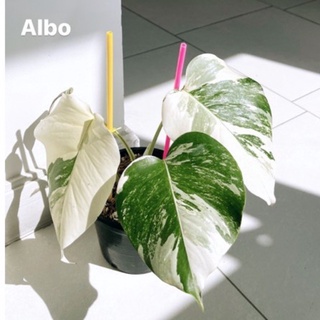 Monstera Albo  3 ใบ ด่างงามมาก